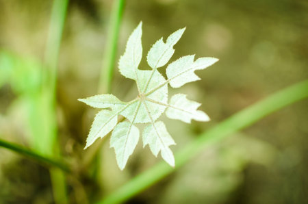Little green leafの写真素材