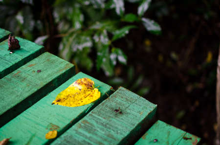 Yellow leaves on green wooden background in forestの写真素材