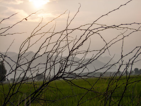 Twigs middle of the field の写真素材