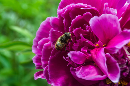 Bee on peonsの写真素材