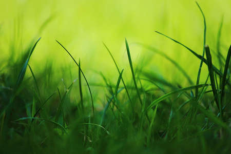 Close up of grass