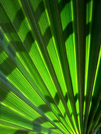Pattern of light in the palm leafの写真素材