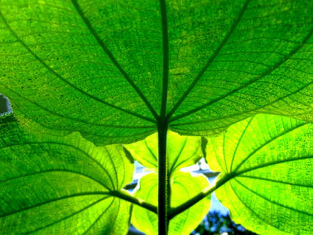 In the shade of green leaves in summerの写真素材