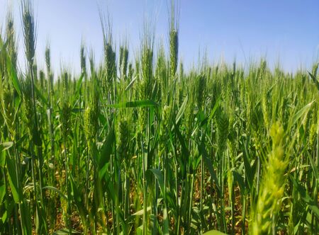 Ears of young green wheat on the fieldの写真素材