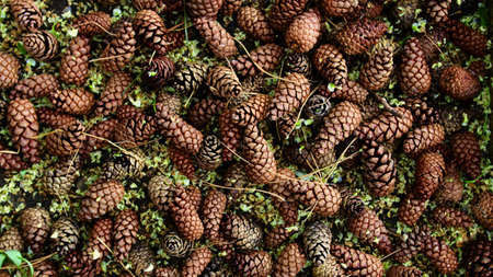 Background of lying pine conesの写真素材