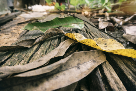 Dry leaves lying on top of old broken wood boardの写真素材