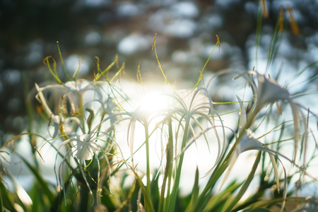 White beach spider lily. Flower close up with sun rays. Hymenocallis littoralis.の写真素材