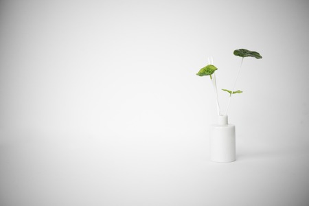 Potted fragrance plant on white background. Zen serenity peaceful background. Minimal and fresh.の写真素材
