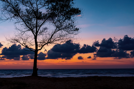 Tree silhouette at beach during blue hour.の写真素材