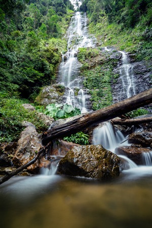 Fallen tree trunk at Langganan Waterfall, Poring.の写真素材