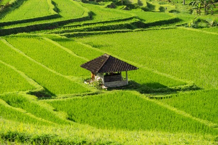 A hut at the Jatiluwih, Bali rice terrace farm.の写真素材