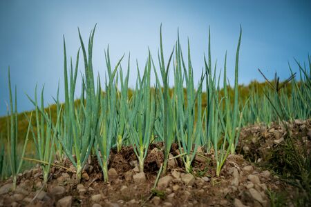 Fresh Onion Plantation in a Farm.の写真素材