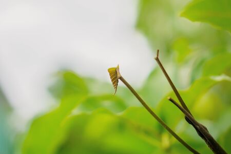 Close Up of Twig with Fresh Budの写真素材