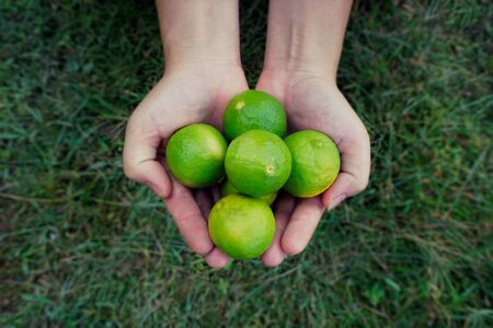 Overhead view of hands holding lime fruits.の写真素材