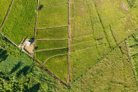 Drone Point of View of Paddy Fieldの写真素材