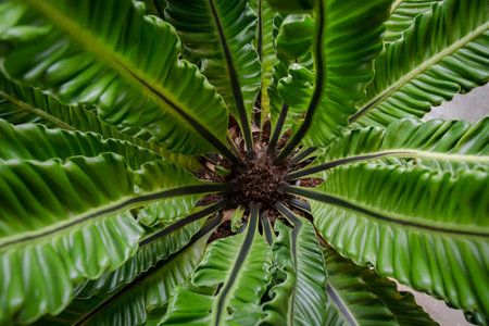 Close Up Intricate Detail of Bird's Nest Fern or Asplenium Nidus Plantの写真素材