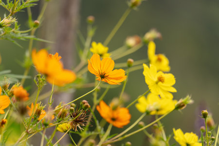 Close-Up of Blooming Cosmos Flowers in Natureの写真素材