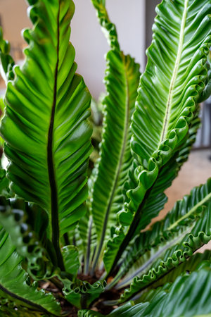 Close Up Intricate Detail of Bird's Nest Fern or Asplenium Nidus Plantの写真素材