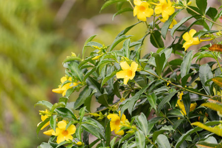 Yellow Bush Allamanda in Natural Settingの写真素材