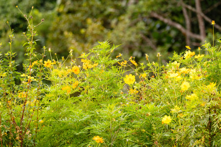 Fresh Yellow Wildflowers Blooming in a Green Landscapeの写真素材