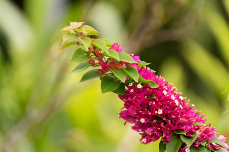 Vibrant Pink Bougainvillea Bloom in Natural Settingの写真素材