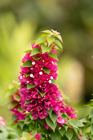 Vibrant Pink Bougainvillea Bloom in Natural Settingの写真素材