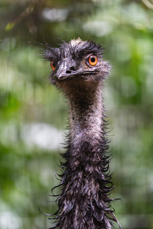 Close-up photo captures the intense orange eyes of an emu against a green backdrop.の写真素材
