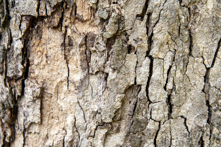 Close-up view of rough tree bark texture with natural patterns.の写真素材