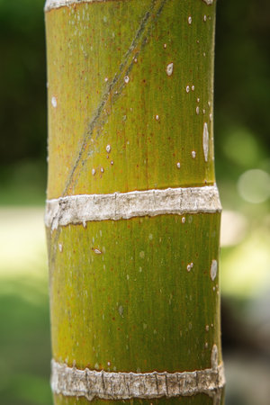 Detailed texture of segmented bamboo stalk in natural light.の写真素材