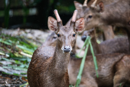 Close-up photo of a deer gazing at the camera amidst a herd.の写真素材