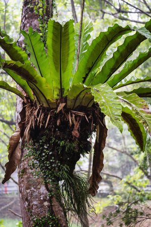 A lush green bird's nest fern thrives on a moss-covered tree trunk.の写真素材