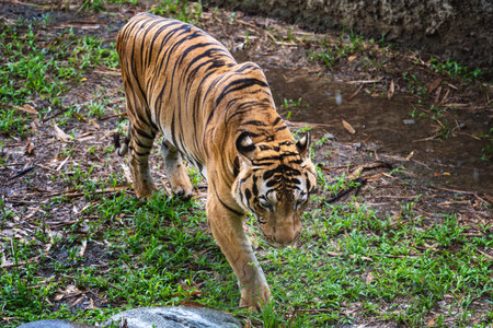 Malayan tiger strides gracefully in a wildlife park.の写真素材