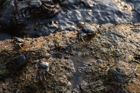 Crabs exploring a rocky beach environment.の写真素材