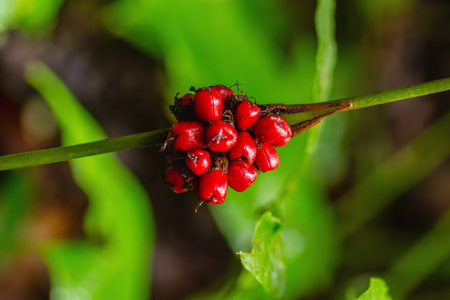 Close-up photo of vibrant red wild berries against a blurred green background.の写真素材