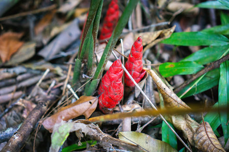 Red torch Zingiber zerumbet or bitter ginger plant growing in a forest.の写真素材