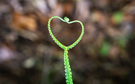 Close-up photo of green fern frond unfurling in heart shape on natural background.