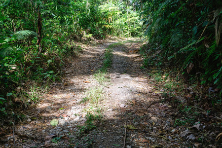 Sunlit dirt road winding through a lush green forest.の写真素材
