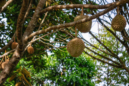 Durian tree with ripe fruit hanging from branches.の写真素材