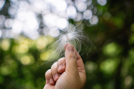 Close-up photo of hand holding dandelion seed head against blurred green background.の写真素材