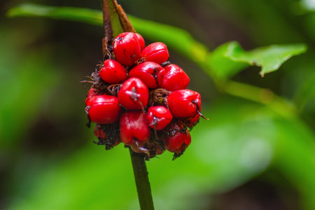 Close-up photo of vibrant red wild berries against a blurred green background.の写真素材
