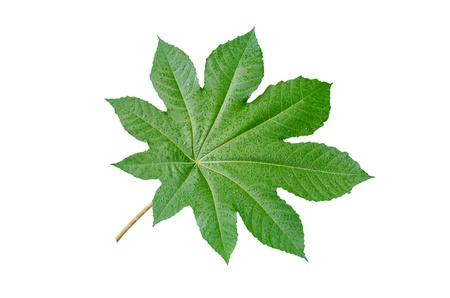 Castor oil plant with water drops after rainの写真素材