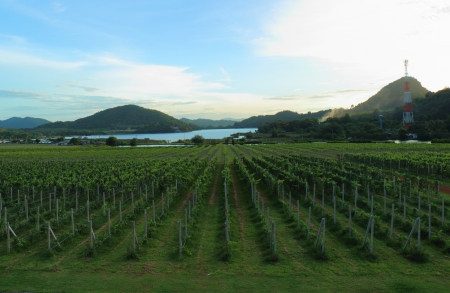 Garden vineyards on a hill in sunshine dayの写真素材
