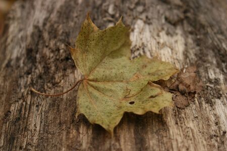 the last leafの写真素材