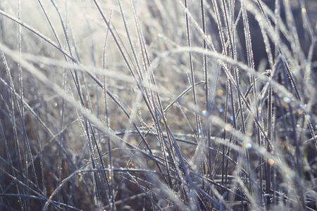 brilliant and fabulous frostの写真素材