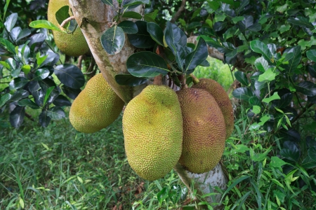 Jack fruite