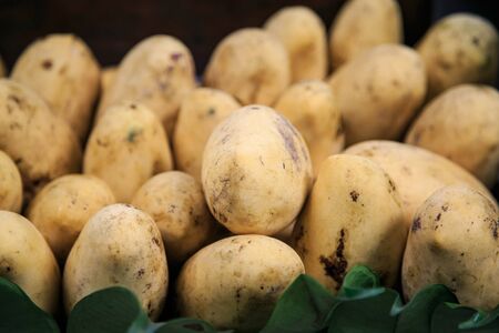 Fresh Mangoesの写真素材