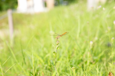 Red dragon flyの写真素材
