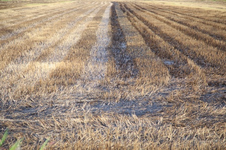 Rice field after cultivation