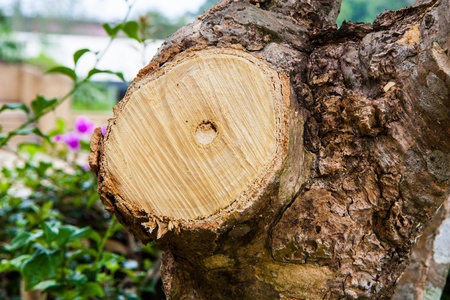 Cut branch of tree in gardenの写真素材