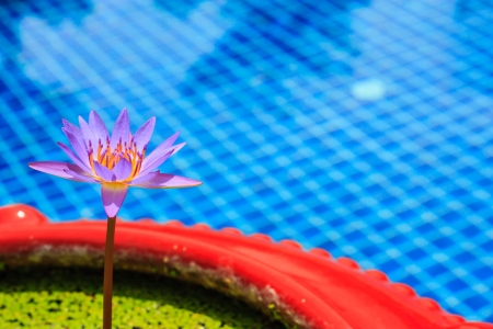 Purple water Lily blossomsの写真素材